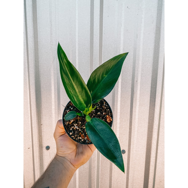 4.5 Philodendron ‘Fat Boy’