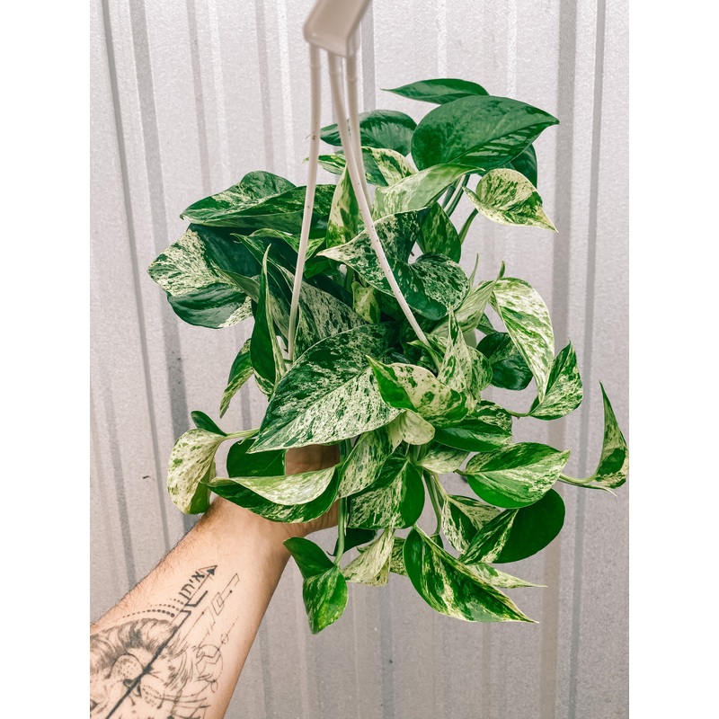 4.5 Pothos ‘Marble Queen’ (Hanging Basket)
