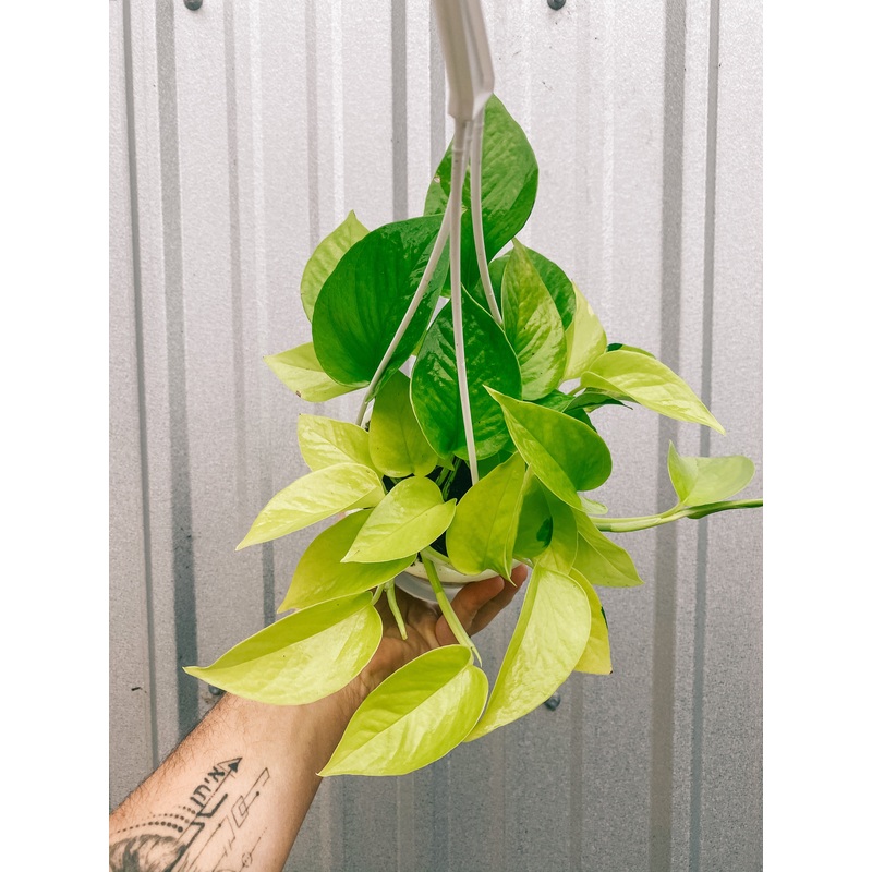 4.5 Pothos ‘Neon’ (Hanging Basket)