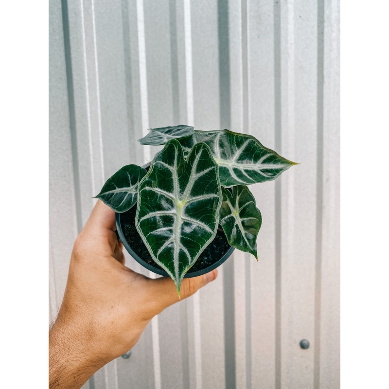 4 Alocasia ‘Mandalay’