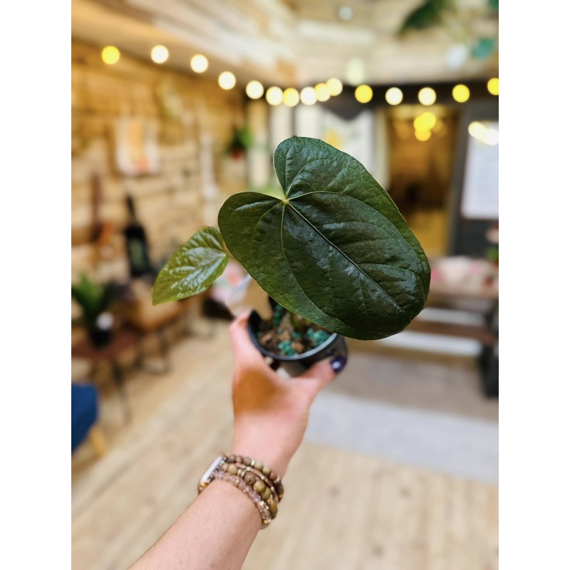 4 Anthurium Queen of Hearts