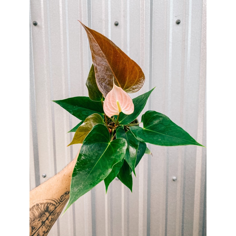 4 Anthurium ‘Rainbow Champion’