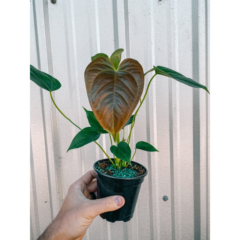 4 Anthurium ‘Red Leaf’