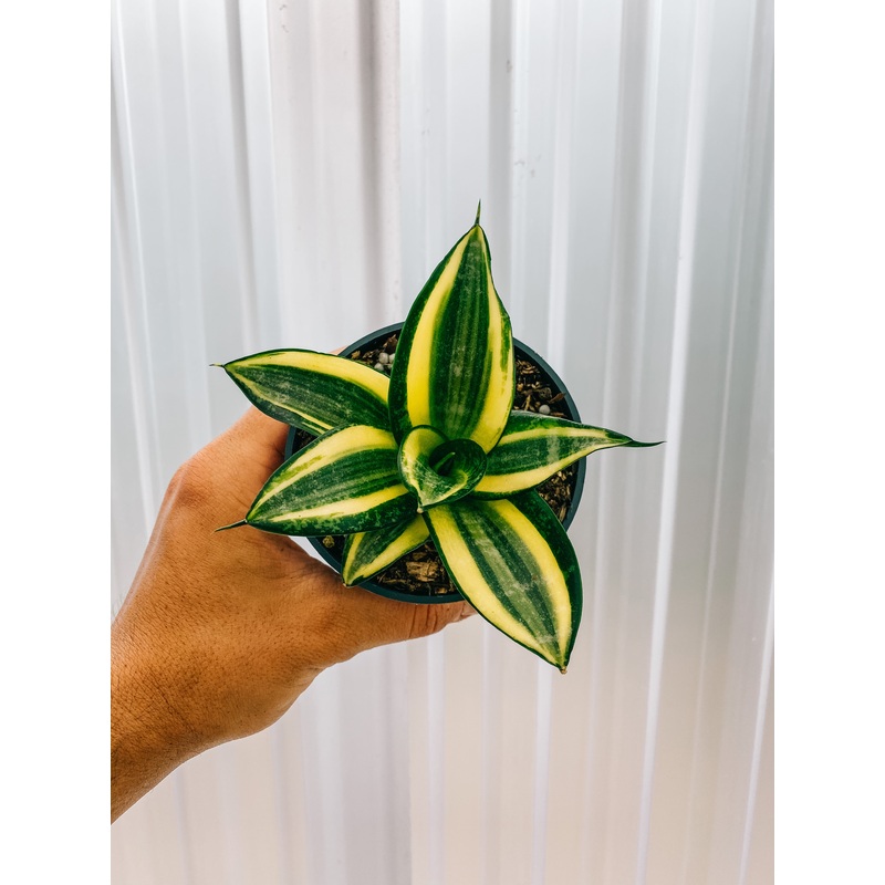 4 Bird’s Nest Sansevieria ‘Golden Hahnii’