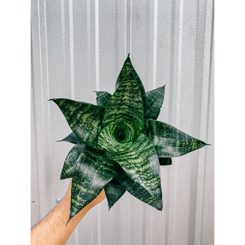 4 Bird’s Nest Sansevieria ‘Robusta’