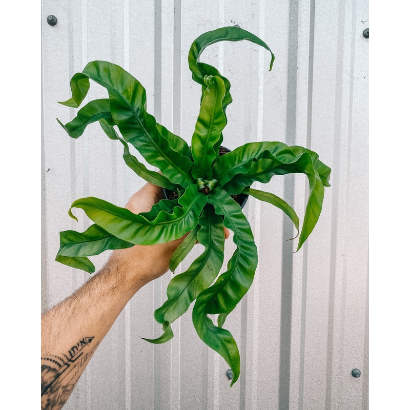 4 Birds Nest Fern ‘Hurricane’