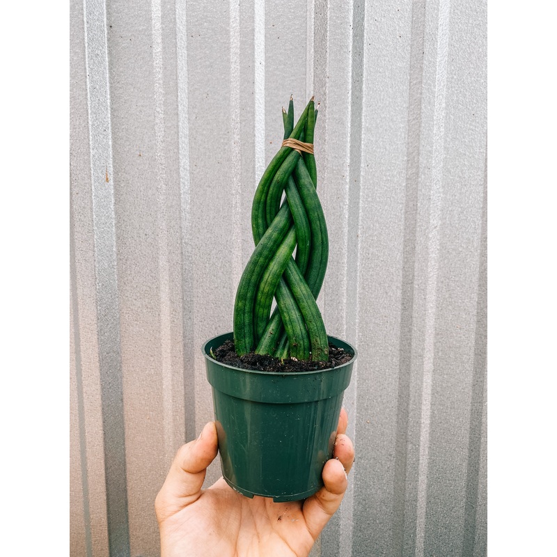 4 Braided Cylindrica ‘Dragon Fingers’