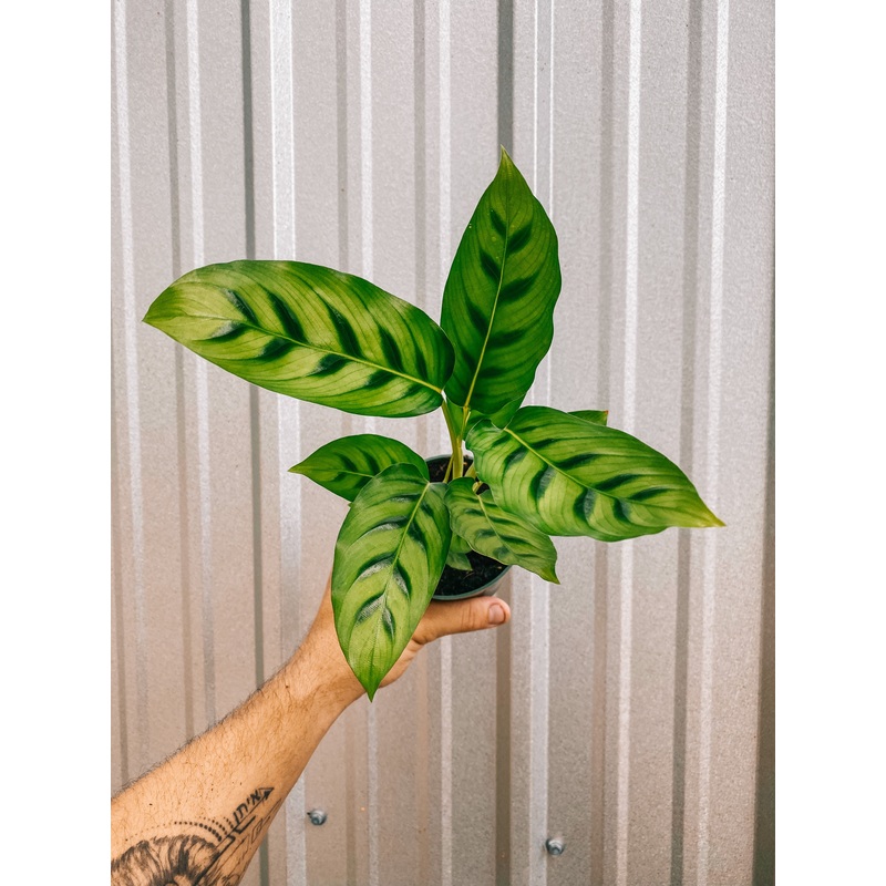 4 Calathea ‘Leopardina’