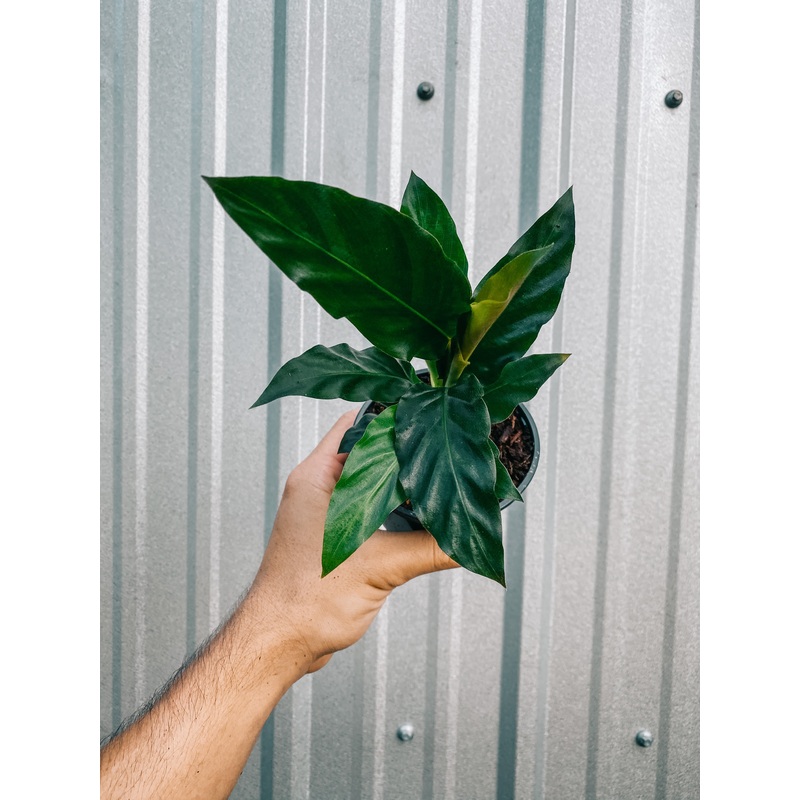 4 Calathea Rufibarba ‘Furry Feather’