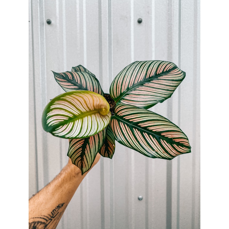 4 Calathea ‘White Star’