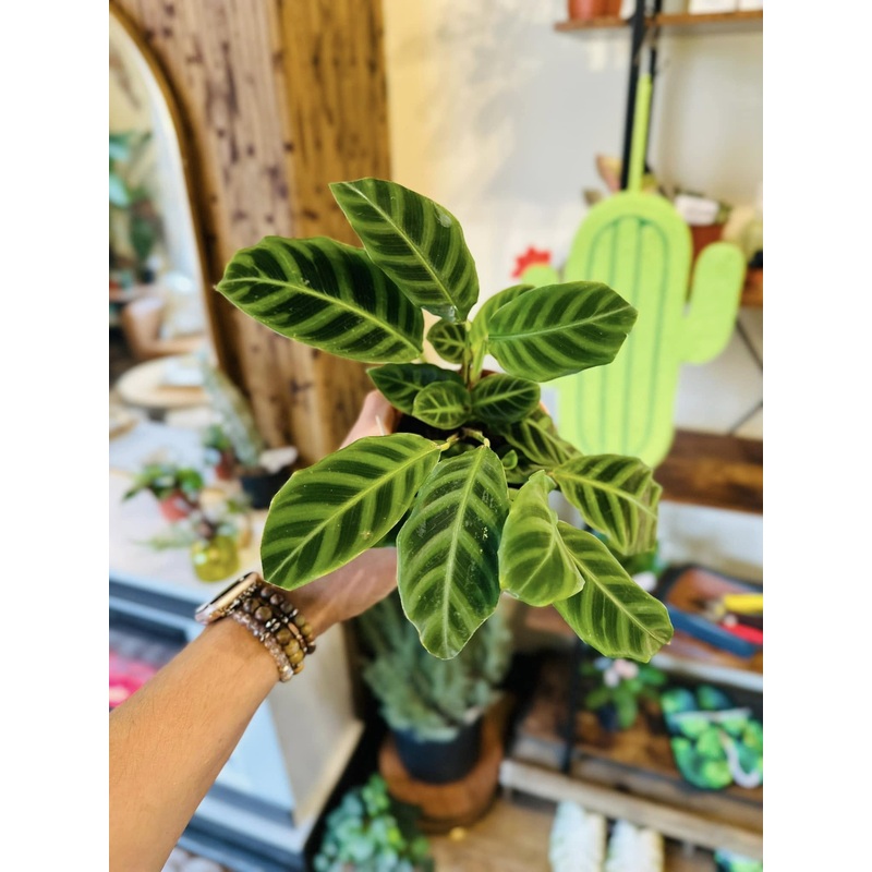 4 Calathea Zebrina