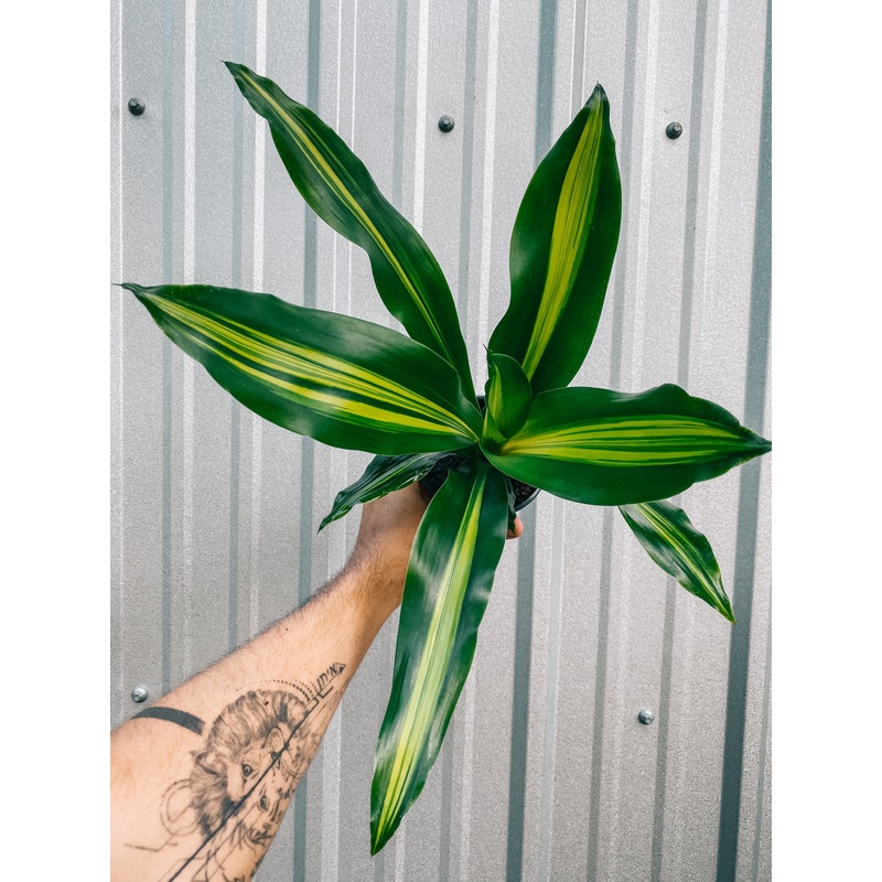 4 Dracaena ‘Giganta’