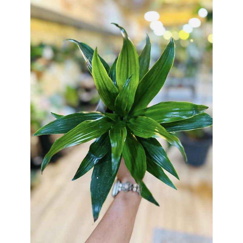4 Dracaena Janet Craig