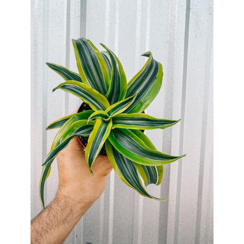 4 Dracaena ‘Lemon Lime’ Dragon Tree