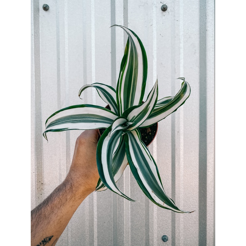 4 Dracaena ‘White Jewel’ Dragon Tree