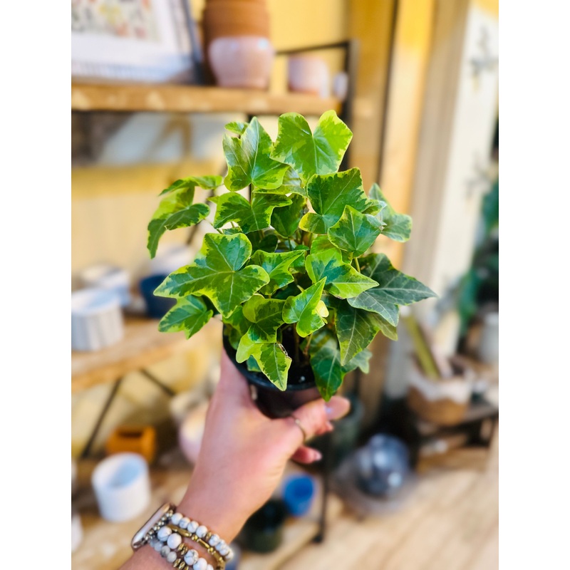 4 English Ivy Gold Variegated