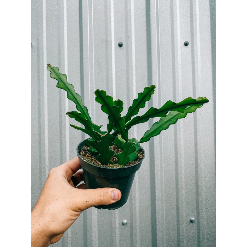 4 Epiphyllum Anguliger ‘Ric Rac Cactus’