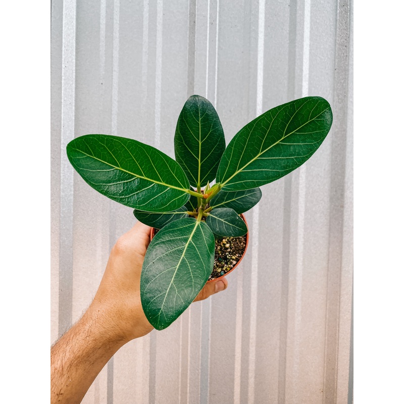 4 Ficus ‘Audrey’