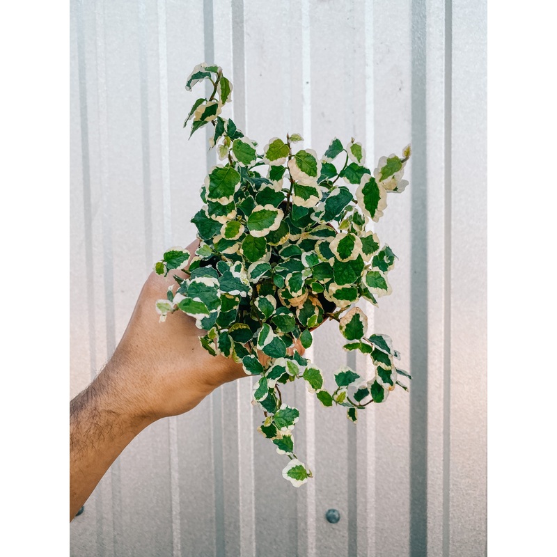 4 Ficus Repens Variegated