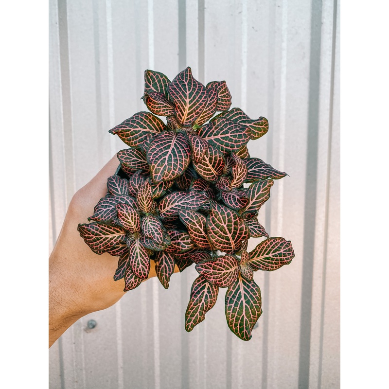4 Fittonia Nerve Plant (Pink)