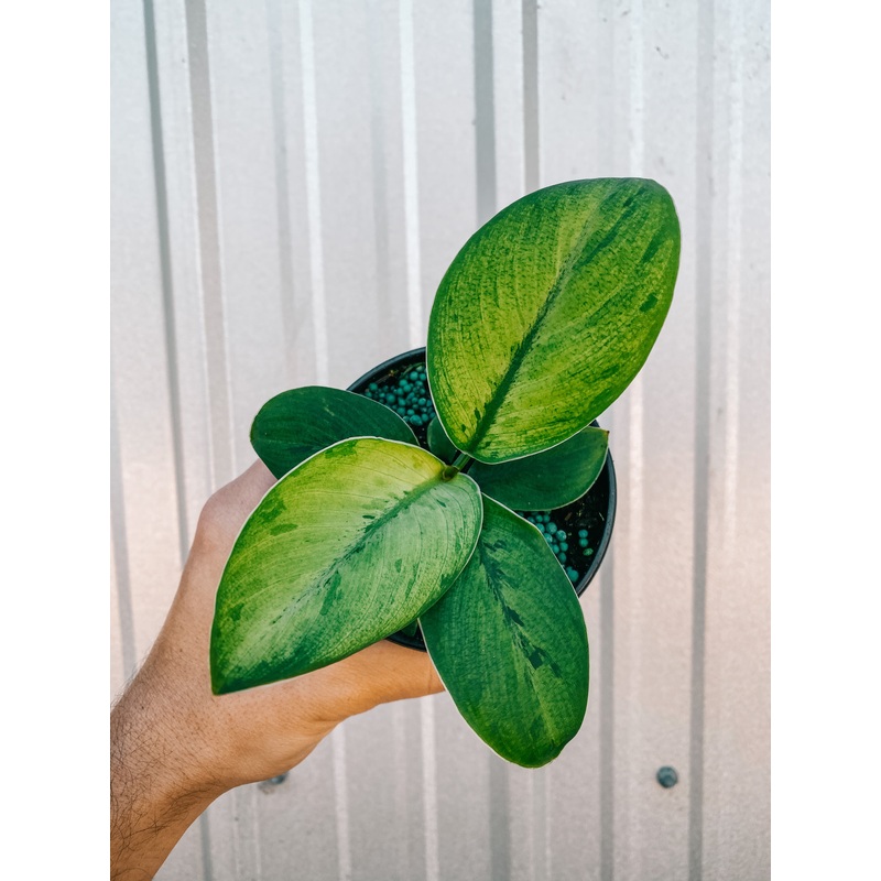 4 Homalomena ‘Selby’