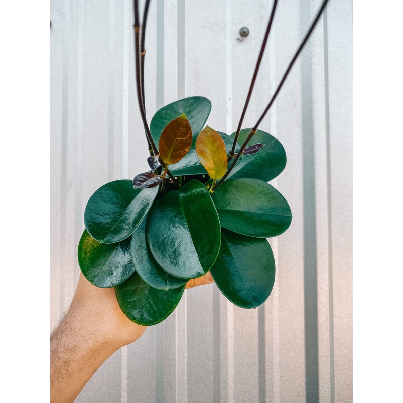 4 Hoya ‘Australis’