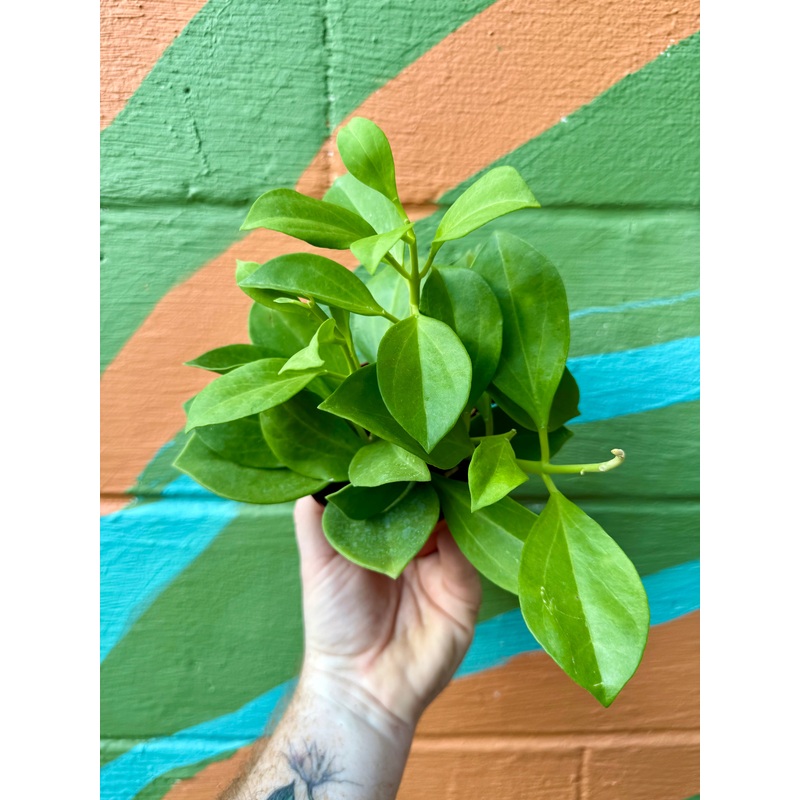 4 Hoya ‘Pachyclada’