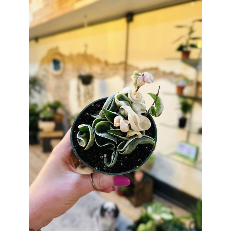 4 Hoya Rope Variegated