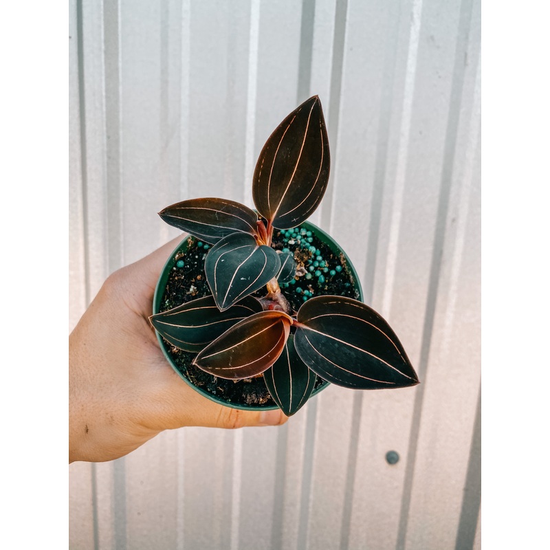 4 Jewel Orchid ‘Ludisia Discolor’