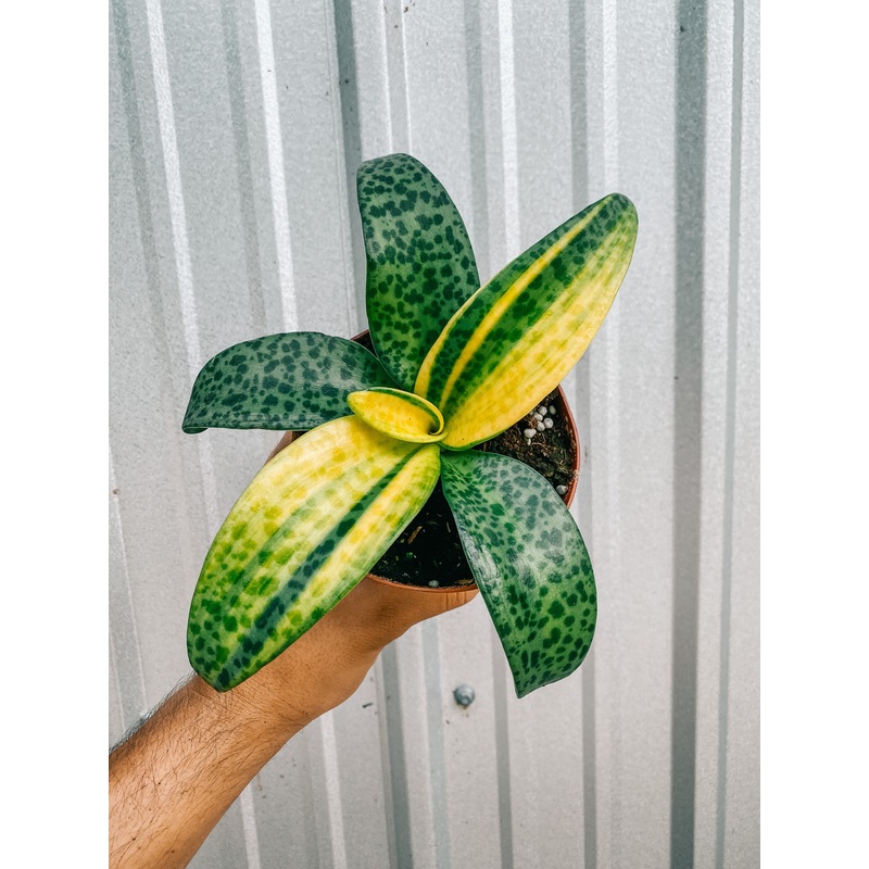 4 Leopard Lily Variegated