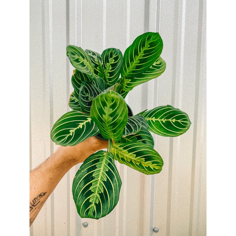 4 Maranta Leuconeura Lemon Lime ‘Prayer Plant’