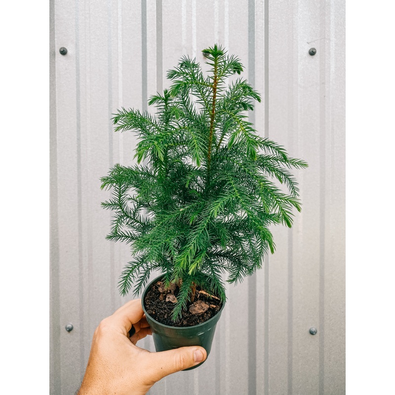 4 Norfolk Island Pine