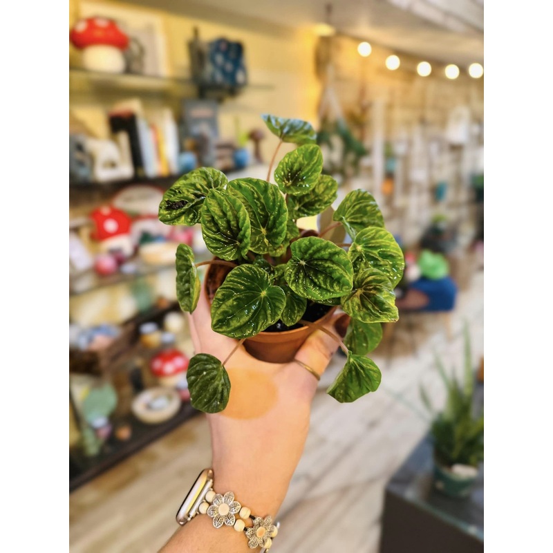 4 Peperomia Emerald Ripple