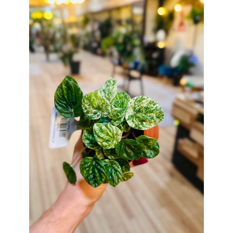 4 Peperomia Freckles