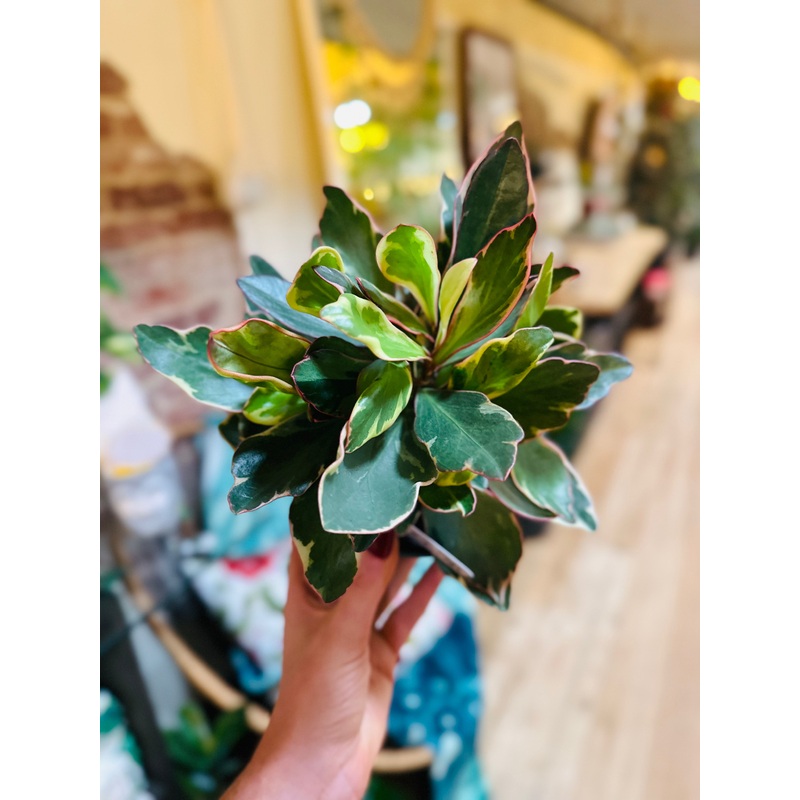 4 Peperomia Ginny