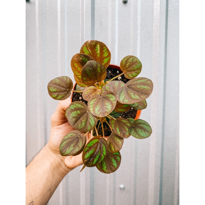 4 Peperomia ‘Peppermill’