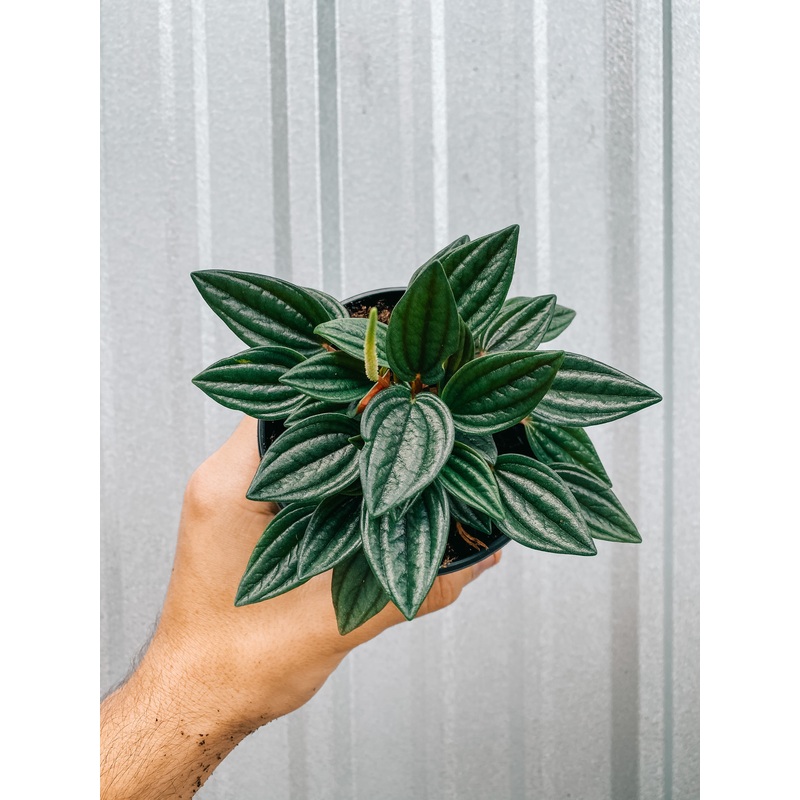 4 Peperomia ‘Rosso’