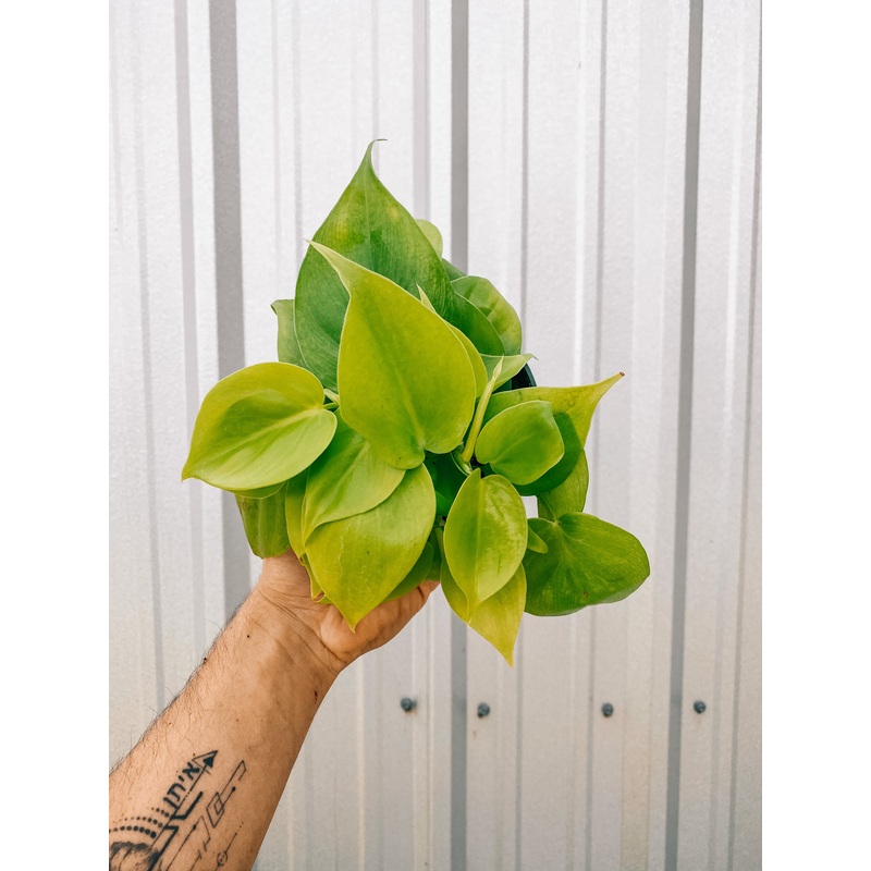 4 Philodendron ‘Cordatum Lemon’