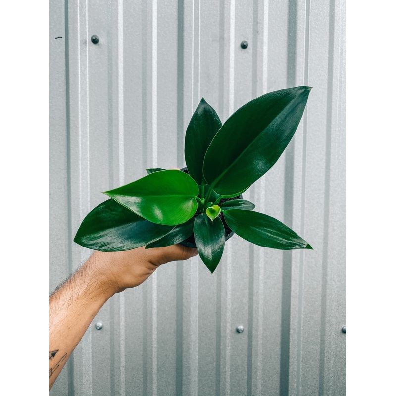 4 Philodendron ‘Green Princess’ (Mia)