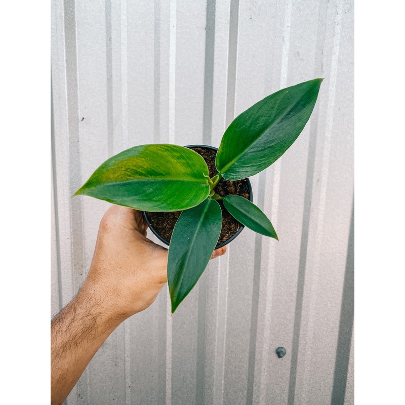 4 Philodendron ‘Imperial Green’