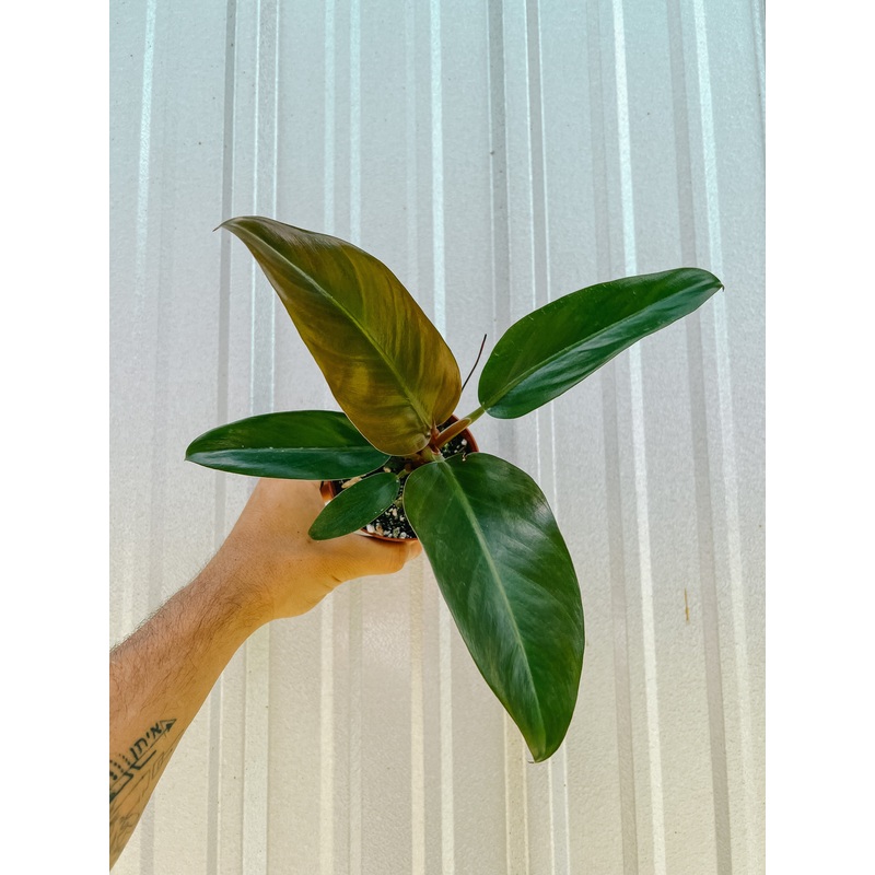 4 Philodendron ‘Imperial Red’