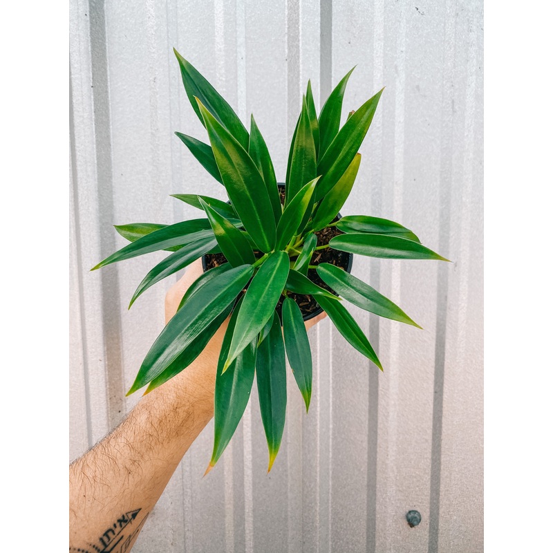 4 Philodendron ‘Little Phil’