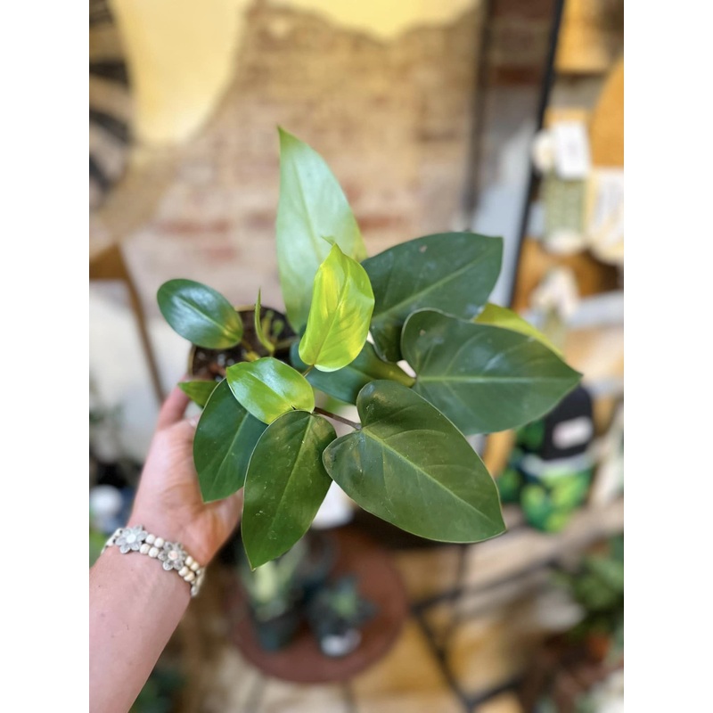 4 Philodendron Red Emerald