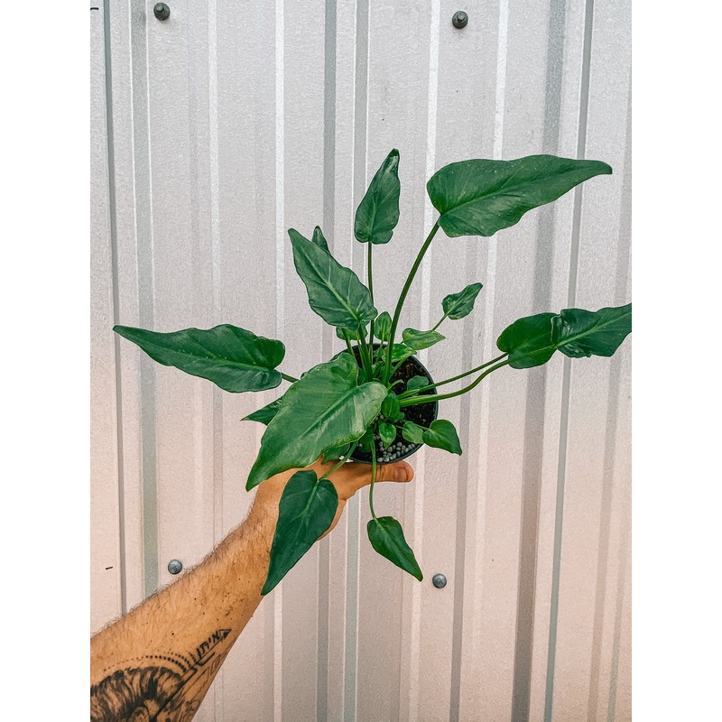 4 Philodendron ‘Xanadu’