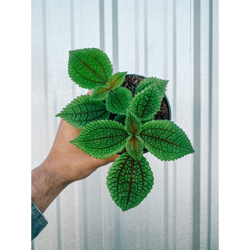4 Pilea ‘Moon Valley’