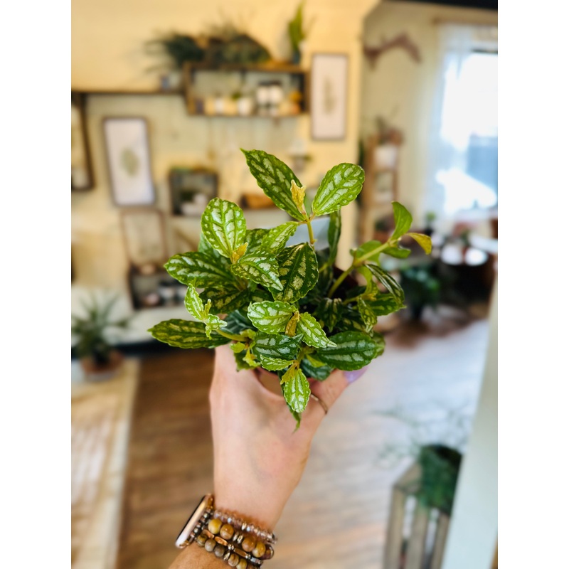 4 Pilea Watermelon