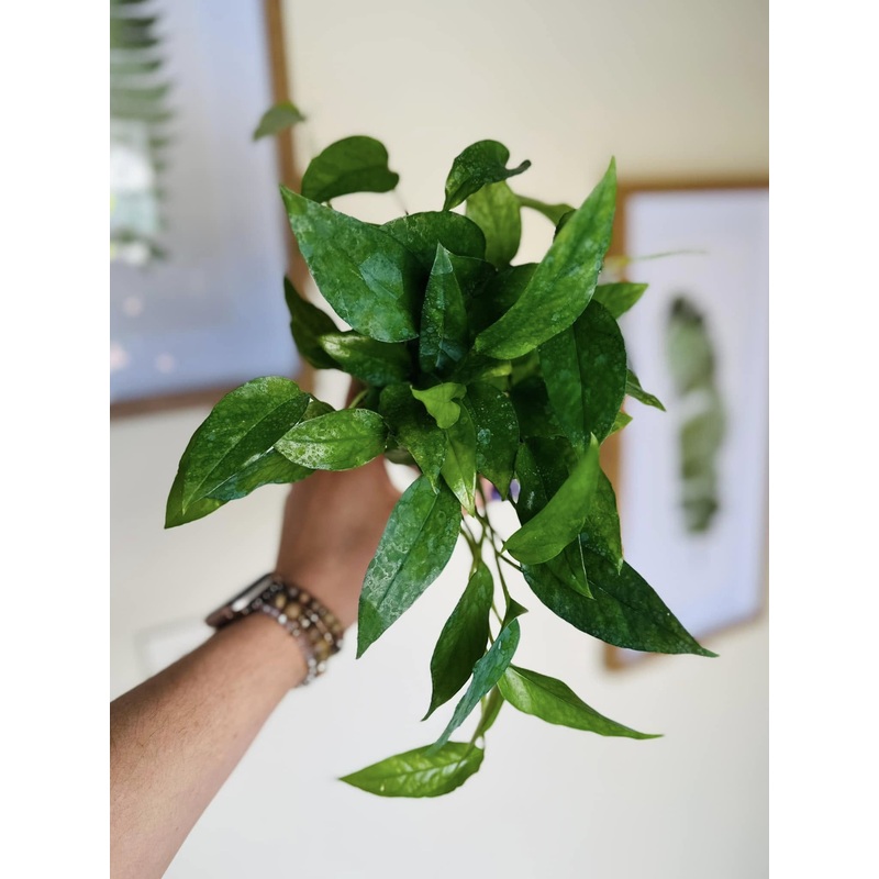 4 Pothos Skeleton Key