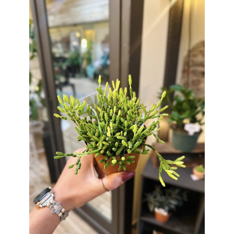 4 Rhipsalis