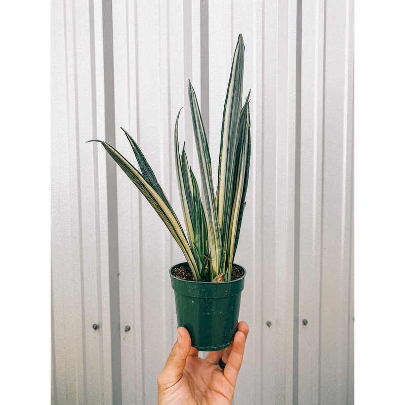 4 Sansevieria ‘Bantels Sensation’
