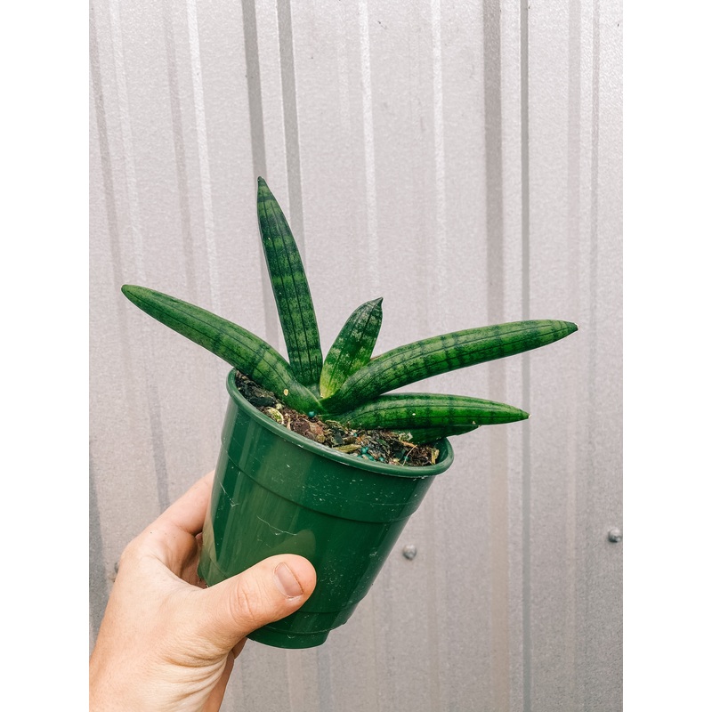4 Sansevieria ‘Starfish’